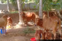 Brindhavan-Gaushala-1