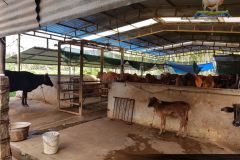 Brindhavan-Gaushala-10