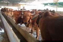 Brindhavan-Gaushala-11