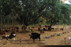 Brindhavan-Gaushala-12