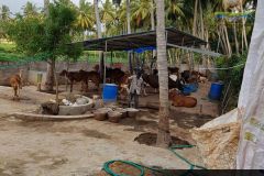 Brindhavan-Gaushala-13