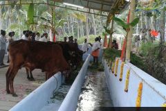 Brindhavan-Gaushala-2