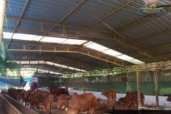 Brindhavan-Gaushala-3