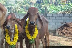 Brindhavan-Gaushala-4