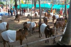 Brindhavan-Gaushala-5