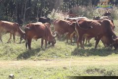 Brindhavan-Gaushala-6