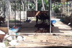 Brindhavan-Gaushala-7