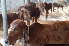 Brindhavan-Gaushala-8