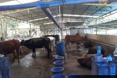 Brindhavan-Gaushala-9
